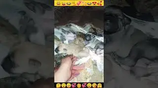 Puppy crying| Small Puppy ki Awaaz| Cute puppy Sound #shorts #insaniyat #dog #puppy #cat #shortvideo