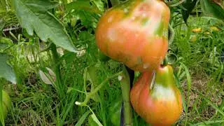 Царь трюфель! Полный обзор томата