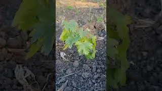 Возвратные заморозки