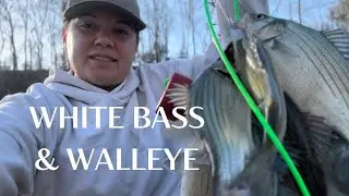 White Bass & Walleye Fishing- Missouri 2024