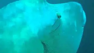 Scuba Diving Up-close with a Napoleon Wrasse.mp4