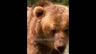 Схватка Медведя и Пумы! Сила против скорости!