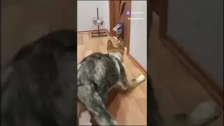 Крутой кот ворвался и дал пизд.. собакену😎