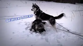Husky Twins Digging for Treasure! (Cute Husky Puppies)