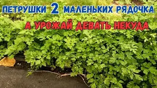 How to Properly Plant Parsley in Spring for a Bountiful Harvest?