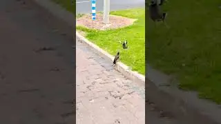 боевые скворцы ближнего востока