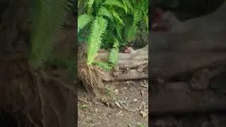 minha galinha garnize Della chocando.