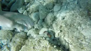 Catching an octopus by hand in Croatia