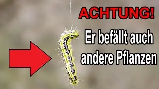 ATTENTION - the box tree moth NOW affects other plants too!