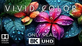 Best of Dolby Vision | 8K Video Ultra HD 120 FPS