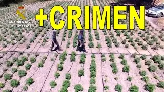 🌿España: MAYORES EXPORTADORES de marihuana🌿 = MAYORES IMPORTADORES de crimen organizado🚨 🟥🟨🟥