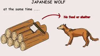 Japanese Most Disturbing Animal's - (Japanese wolf) The Government Killed Him!