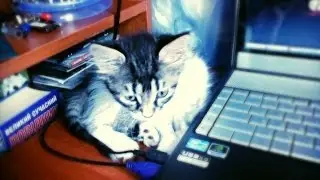 Котє Лорра и тортик