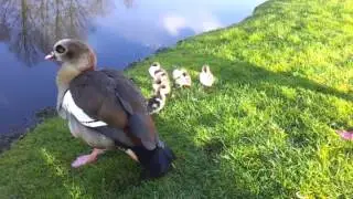 Nijlganzen met 7 jongen in Februari.
