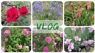 ПРОГУЛЯЄМОСЬ по моєму #КВІТНИКУ!! Мій #квітник 🌺на кінець травня🤗🤲