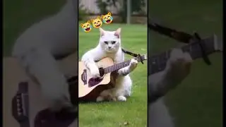 Cat Playing Guitar #justforfun #guitar #cat #catlover