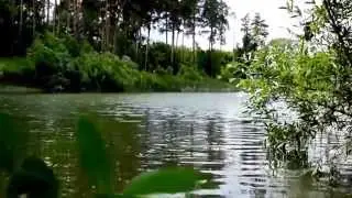 Футаж Лесное озеро HD 1080 скачать бесплатно