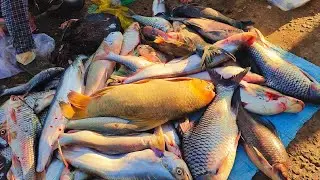 View of the Largest Fish Wholesale Market in Cambodia | Fish Market Scenes and People Activities