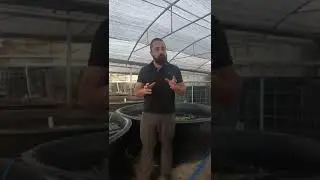 ¿Sabes cuanto deben de comer tus peces? Te regalo algunos  TIPs para que lo hagas de mejor manera.