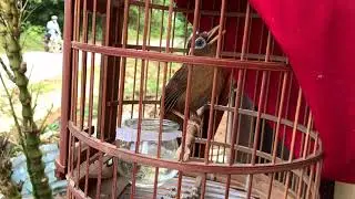 Mái Hộ Chiến Xuỳ Kích Bổi Hót .