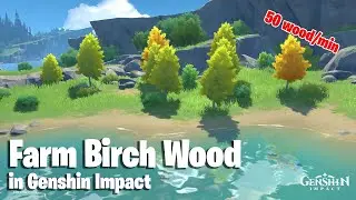 Where to find Birch Wood (Best Farm Route) | Genshin Impact