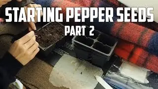 Starting Pepper Seeds Part 2