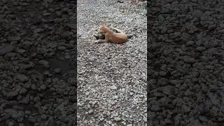 Cat and dog. #shortsvideo #cat #dog