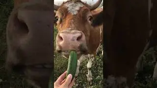 Огуречная зависимость