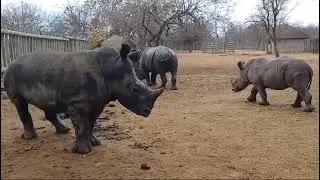 Mango in a playful mood
