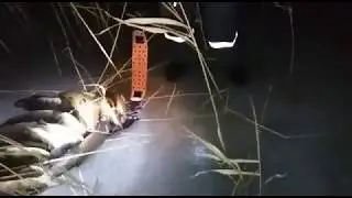 Подводная охота.29.11.2017. Пытаемся очистить Балхаш от вредителя