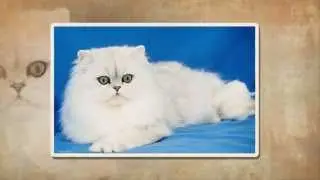 Персидские кошки. Уход - расчесывание.