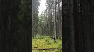 Ковёр из мха да пение птиц #nature #поход #природа