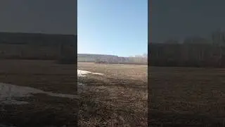 Лес 