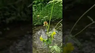 Приходи в покой с Господом.