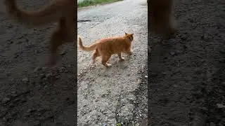#кот #пушистики