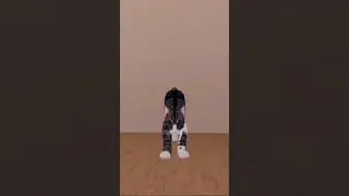 мои котики