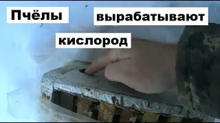 Кислород в пчелином гнезде
