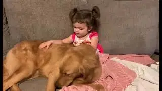 Baby and dog, golden retriever // The Babies World / #shorts