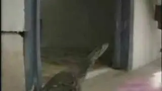Boy and 20 Foot Python??
