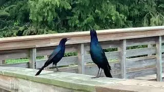 Two Male Boat-tailed Grackles at Green Cay Wetlands