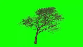 4K Tree | Green Screen | | Green Screen Animation | |3D 4K|