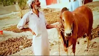 Most Expensive And Biggest Bakra Eid Animals | Qurbani ka janwar 2022