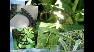 Браслет змейка из фоамирана  Foamiran snake bracelet