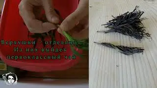 Иван чай. Методы заготовки. Приготовление. Чай от Усвайнена. Часть вторая.