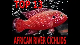 🐠🐟💓TOP 10 MOST BEAUTY CICHLIDS Of Rivers - Small Lakes in AFRICA🐠🐟💓 CICLIDOS FLUVIALES AFRICANOS🐠🐟💓