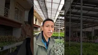 Pusat Oleh Oleh Tanaman yang jarang ada