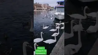 По река Темза в Уйндзор