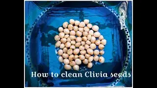 How to clean Clivia seeds