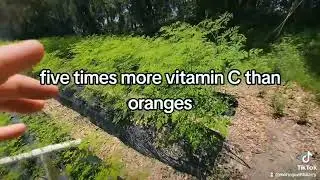 Moringa is used in 3rd world countries to fight malnutrition #moringa #moringatree #moringabenefits
