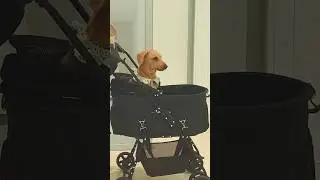 Коляска для собак?? Зис из Чайна! #коляскадляживотных #кошек #petstroller #dogstroller #catstroller
